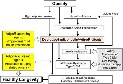 Adiponectin/AdipoR Research and Its Implications for Lifestyle-Related Diseases
